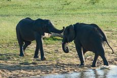 Afrikanischer Elefant (79 von 131).jpg